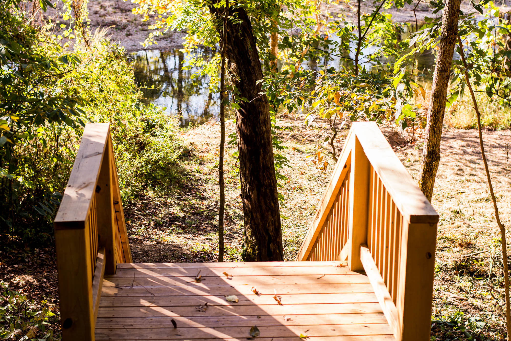 A wooden footbridge with railings leads into a forested area, bathed in sunlight. The path beyond the bridge is lined with trees and foliage, with a glimpse of a calm body of water in the background. The scene is tranquil and inviting.