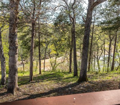 View of a sunlit forest with tall trees and green foliage, seen from behind a wooden railing; patches of sunlight and shadows cover the forest floor.